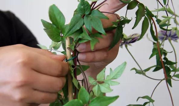 植物黄金生长季，怎样给小铁凹个美美的造型？且听潘师傅为你解说