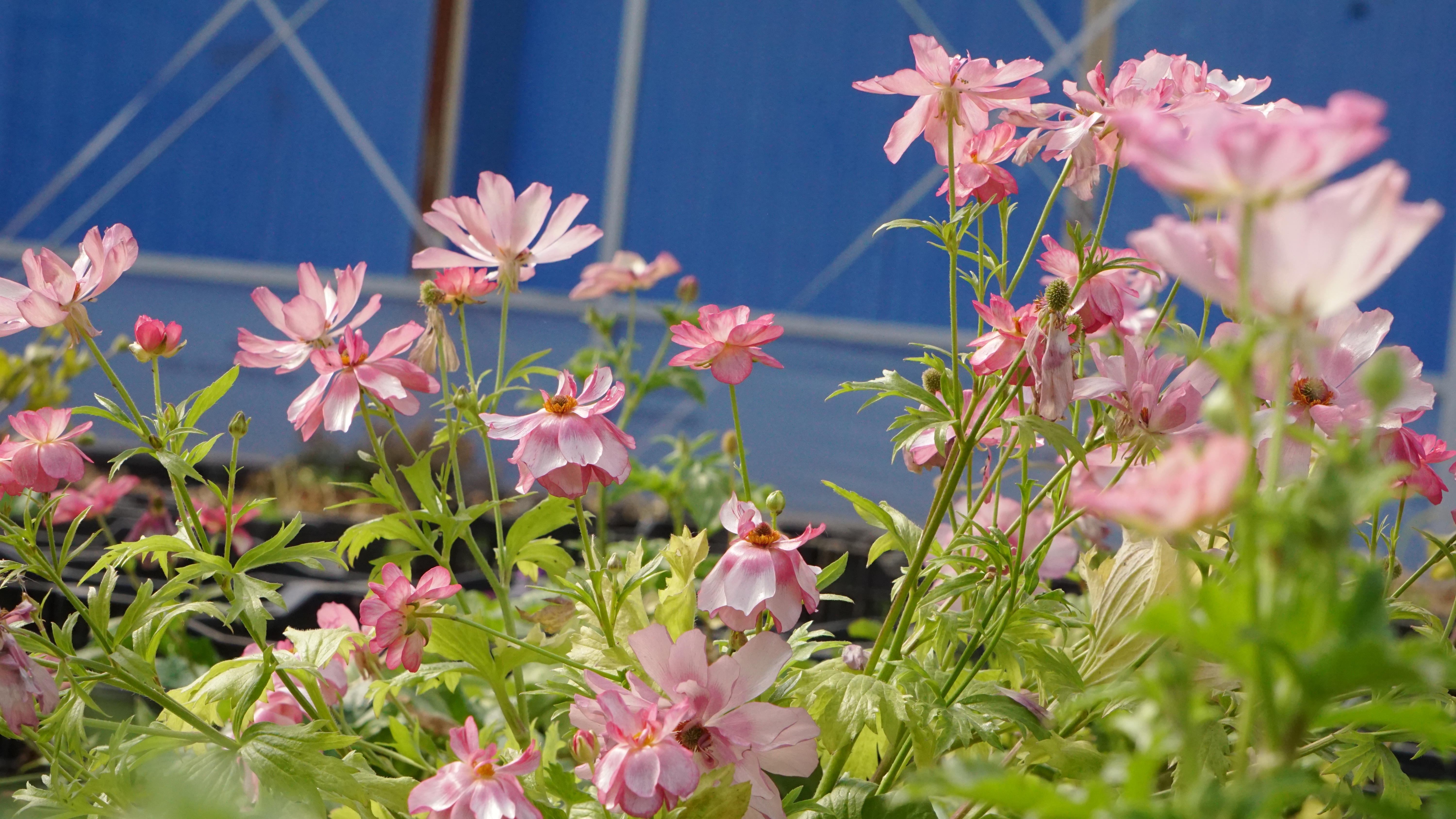 平平无奇‘小芹菜’，爆花竟比蝴蝶美！