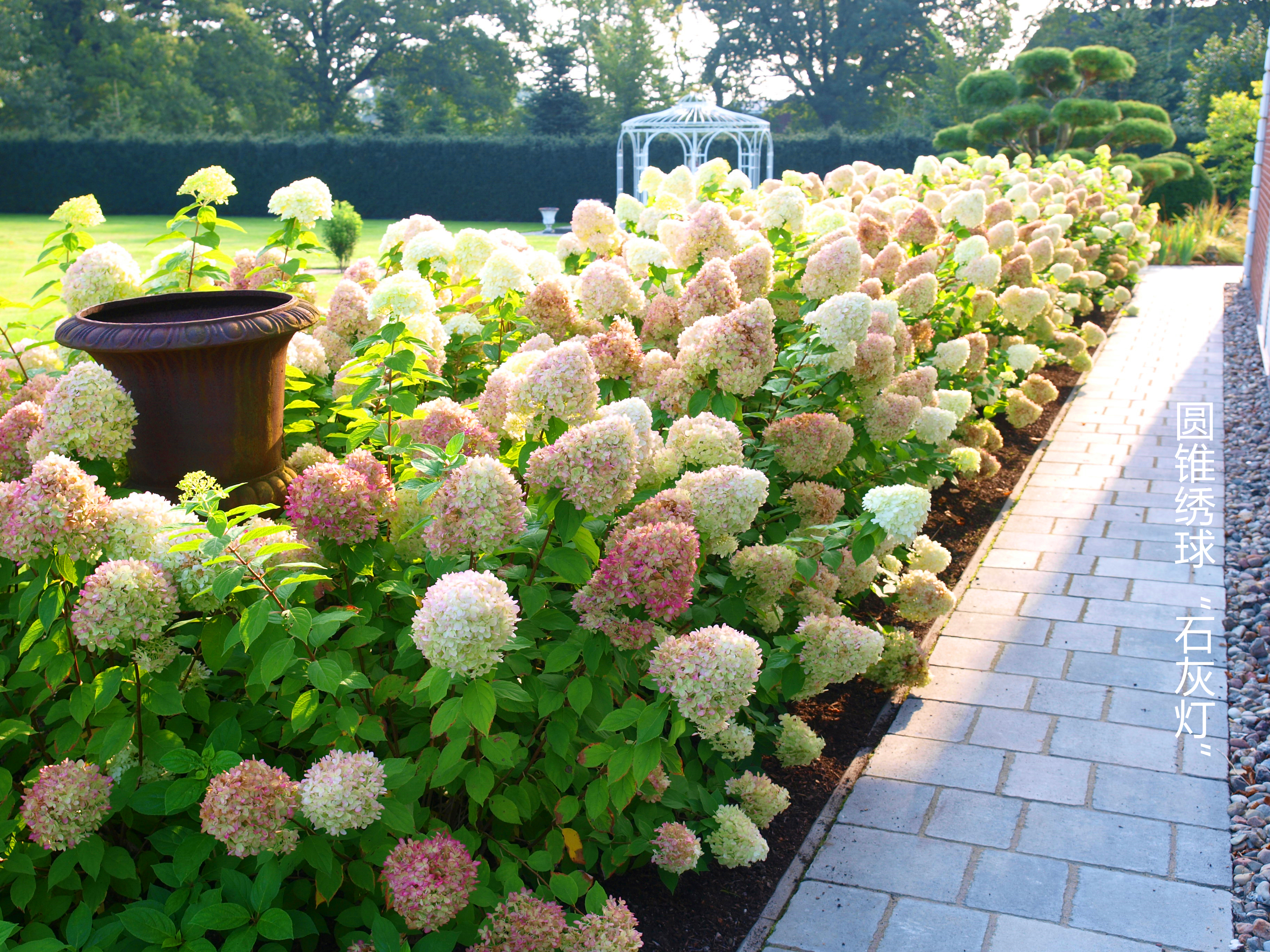 花开180天，没人能拒绝夏日里的‘抹茶冰淇淋’！