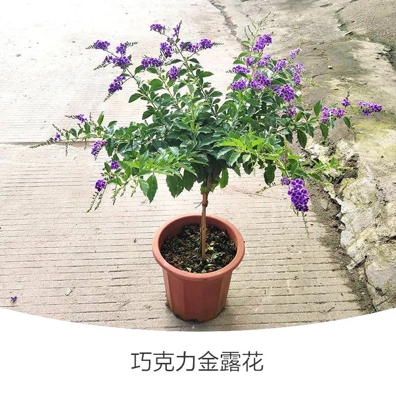 金露花 | 人世巧克力，着花时隔邻小孩要馋哭