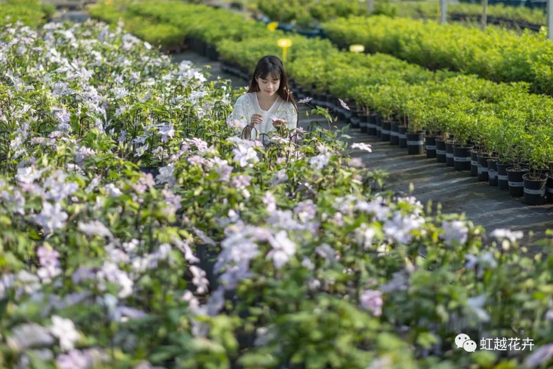 植物品种错版的两面价值 | JDB电子视角