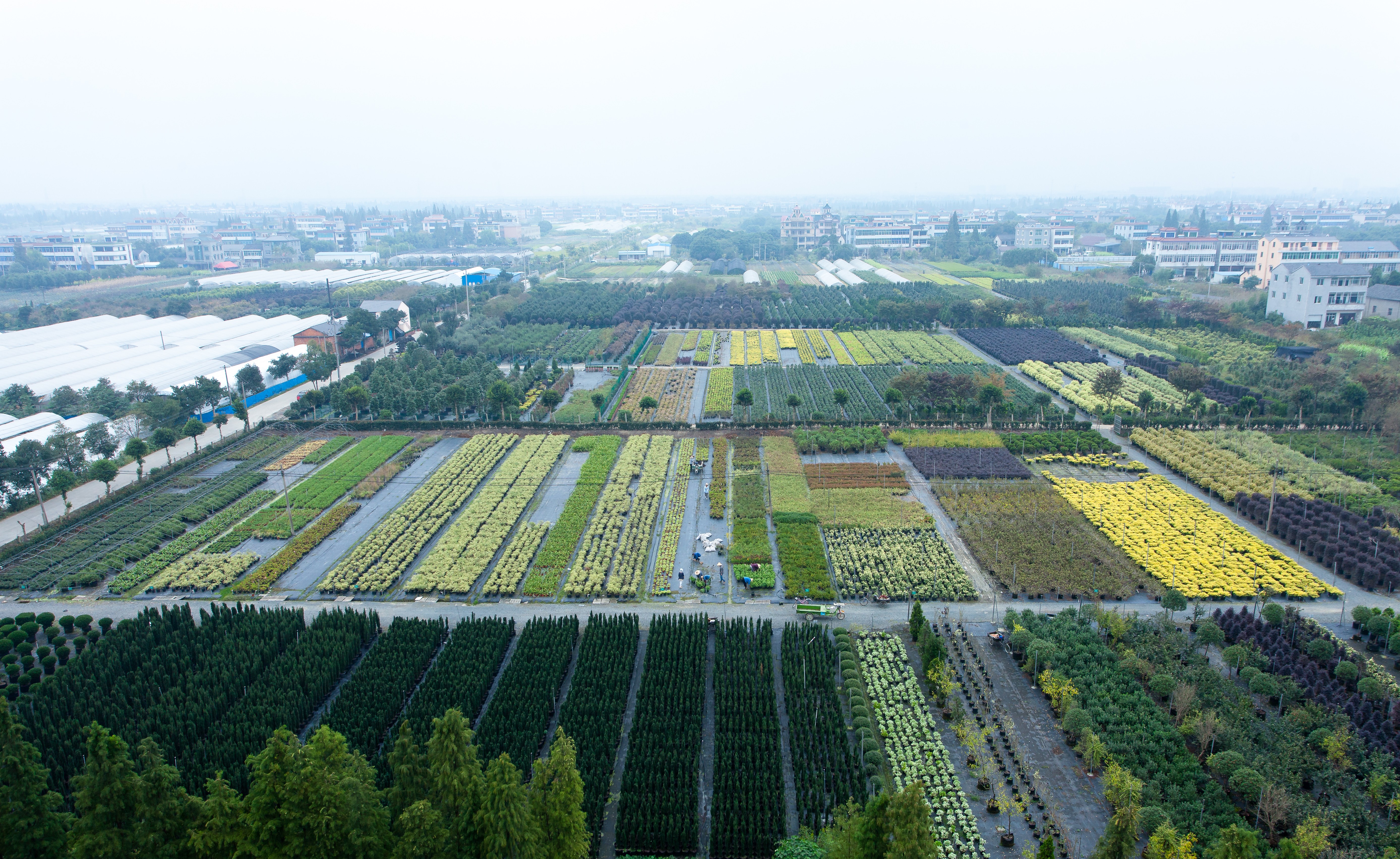 你好呀，2024JDB电子年度植物